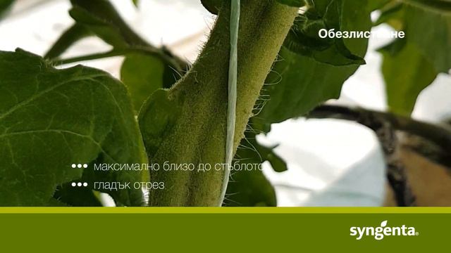 Обезлистване на доматите: От семената до успешната реколта