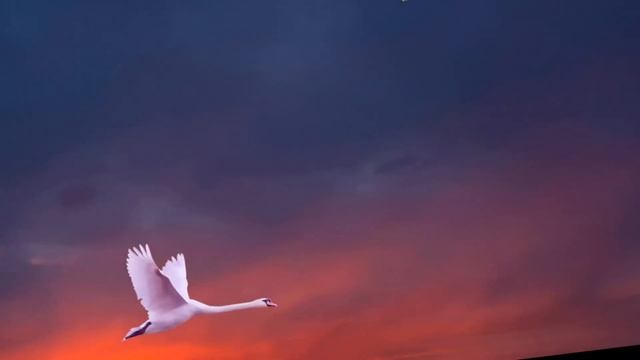 Созвездие  лебедь