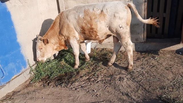 К нам пришла болезнь ЯЩУР/Обзор хозяйство смотреть онлайн