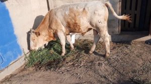 К нам пришла болезнь ЯЩУР/Обзор хозяйство