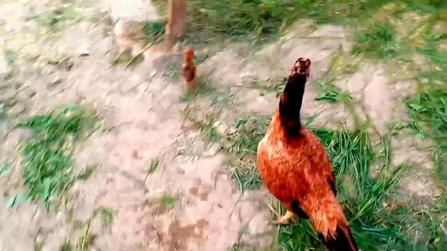 CHICKEN SONG PART 16 - FUNNY CHICKEN SONG AND DANCING | FUNNY CHICKEN DANCE | CHICKEN SONG смотреть онлайн