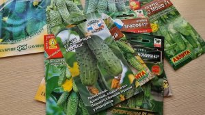 Лучшие сорта огурцов для открытого грунта. Мои проверенные семена
