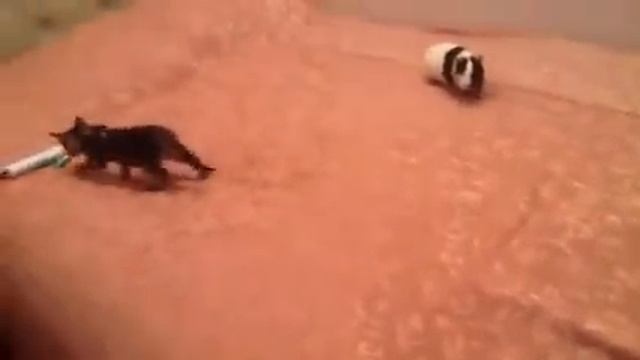 Морская свинка гоняет котенка смотреть онлайн
