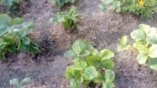 Мульчирование клубники хвойным опадом. смотреть онлайн