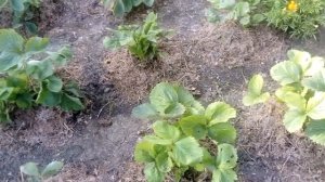 Мульчирование клубники хвойным опадом.