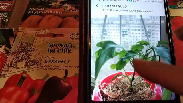 Обзор болгарского перца 2021. смотреть онлайн