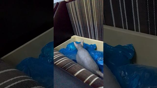 Sphinx climbed into the sofa /Сфинкс залез в диван😹#animals #cats #sphynx смотреть онлайн