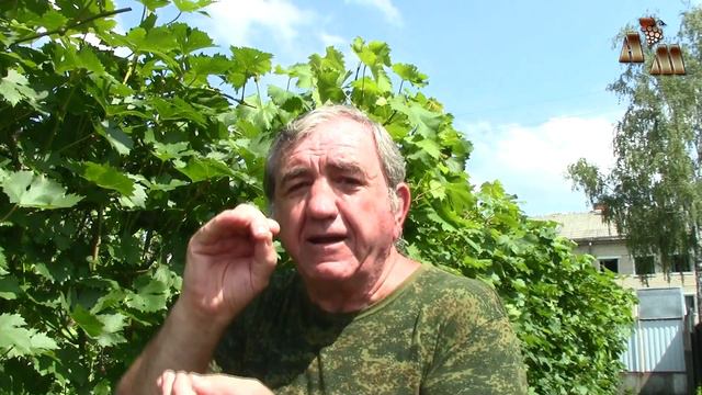 🍇 Длинные пасынки или свисающий прирост винограда? Часть 1 - Оптимальная длина пасынков смотреть онлайн