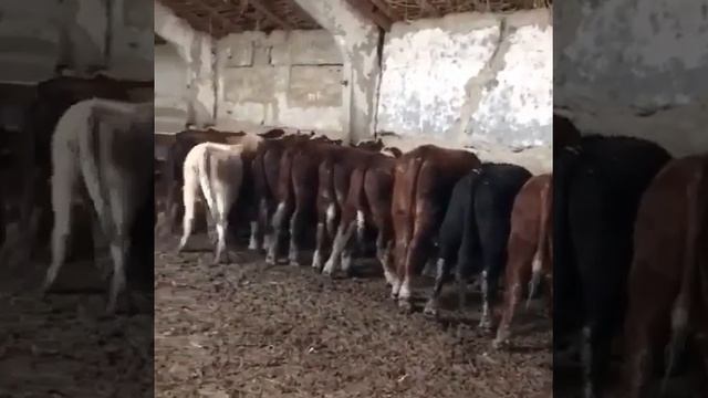 Телята на продажу, 60 голов, на экспорт смотреть онлайн