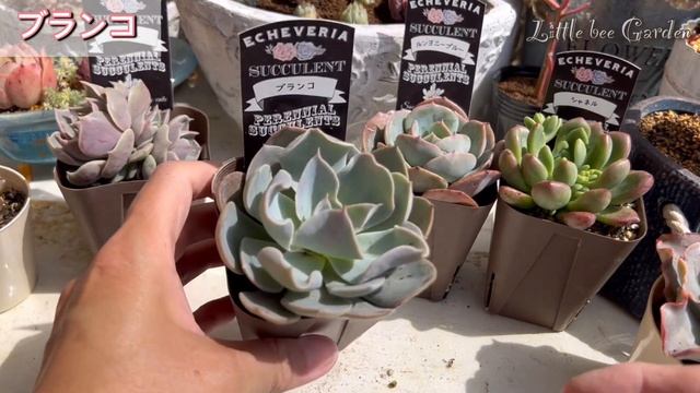 【多肉植物】可愛い多肉を連れて帰りました❣️【ガーデニング】 смотреть онлайн