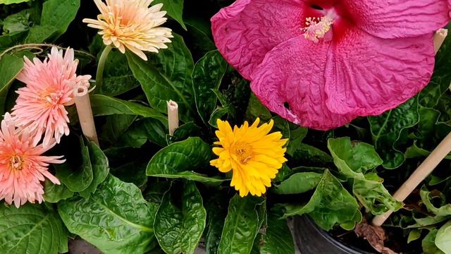 Foreign Variety Hibiscus & Sweet Autumn Clematis Plant | Kolkata Flowers Plants Market смотреть онлайн