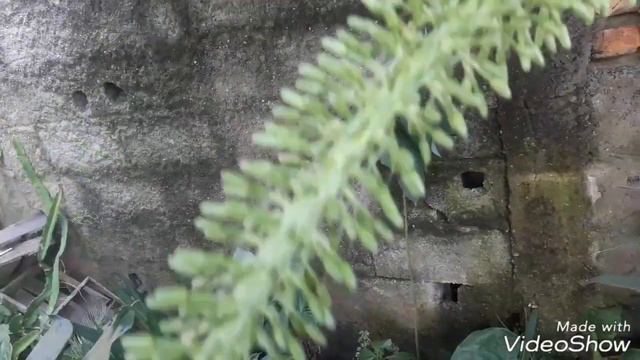 Linda Haste floral da Agave Dragão. (AGAVE attenuata) смотреть онлайн