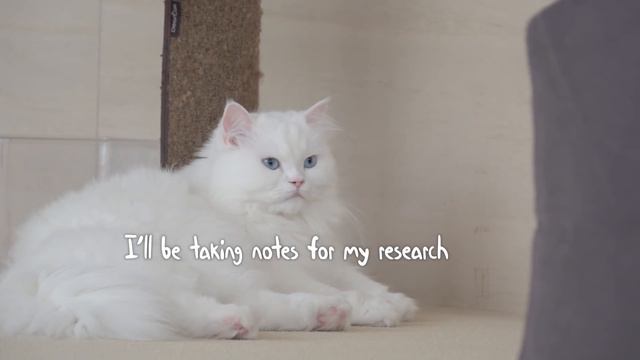 Why Are Cats Scared Of Blue Packages? | Kittisaurus Villains
