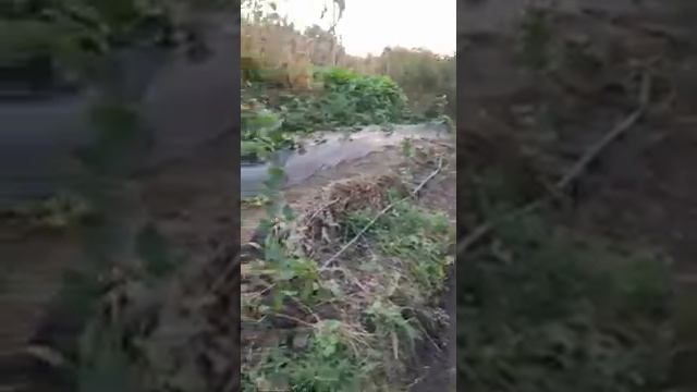 Грядка на склоне