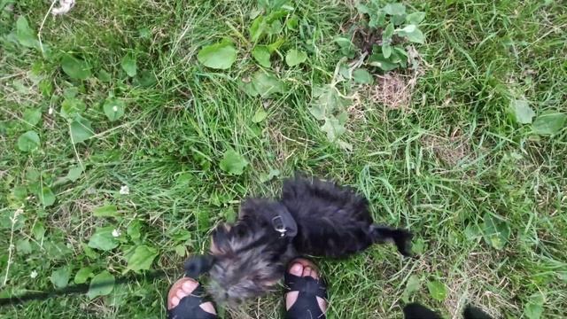 Йорк и чихуахуа знакомятся. День рождения у Йорка. смотреть онлайн