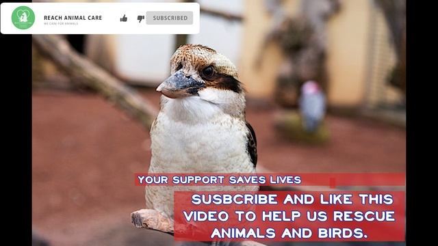 How does Laughing Kookaburra Bird Sound | Laughter Voice of Dacelo | Song смотреть онлайн
