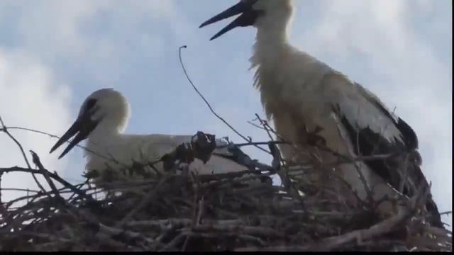 Полина Руновская - Напутствие мамы смотреть онлайн