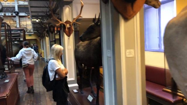 İrlanda Dublin'de Gezilecek Yerler / National Museum of Ireland смотреть онлайн