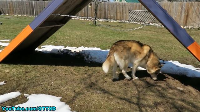 Does Getting a Dog Fixed Make them Fat? смотреть онлайн
