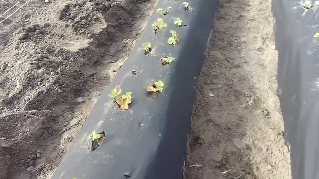 Посадка клубники Клери из кассетной рассады. смотреть онлайн