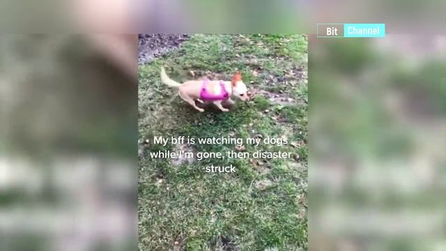 Приколы с животными. Приколы с собаками и кошками. Смеяться до слез. смотреть онлайн