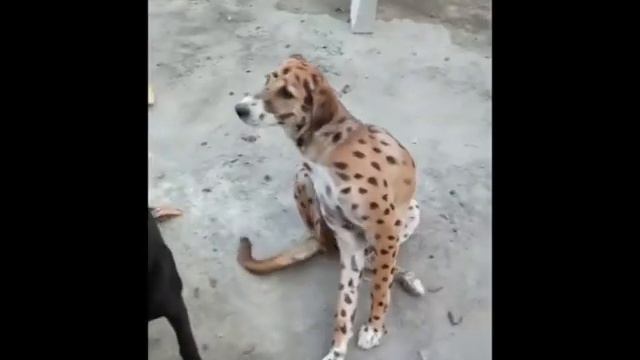 ЧТО БУДЕТ ЕСЛИ СКРЕСТИТЬ ЛЕОПАРДА И СОБАКУ в Индии