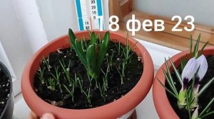 #Гиацинт и #крокусы в горшке. Цветущие #первоцветы за 6 дней. Ускоряю цветение. Февраль 2023.