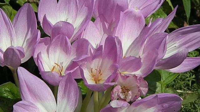 Colchicum autumnale Major смотреть онлайн
