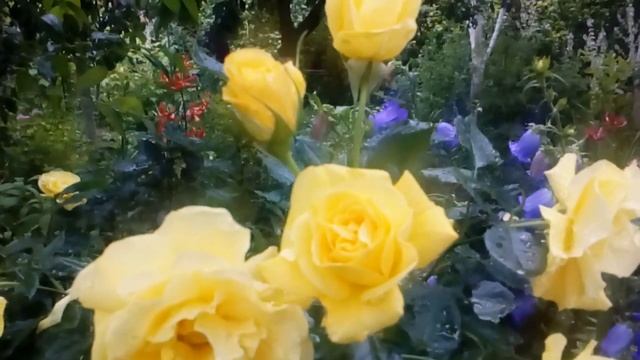 Роза Фрезия ,флорибунда,цвет не выгорает,самая жёлтая. 1,2 м. #Fresia #Kordes1977 #мойсад2020 смотреть онлайн