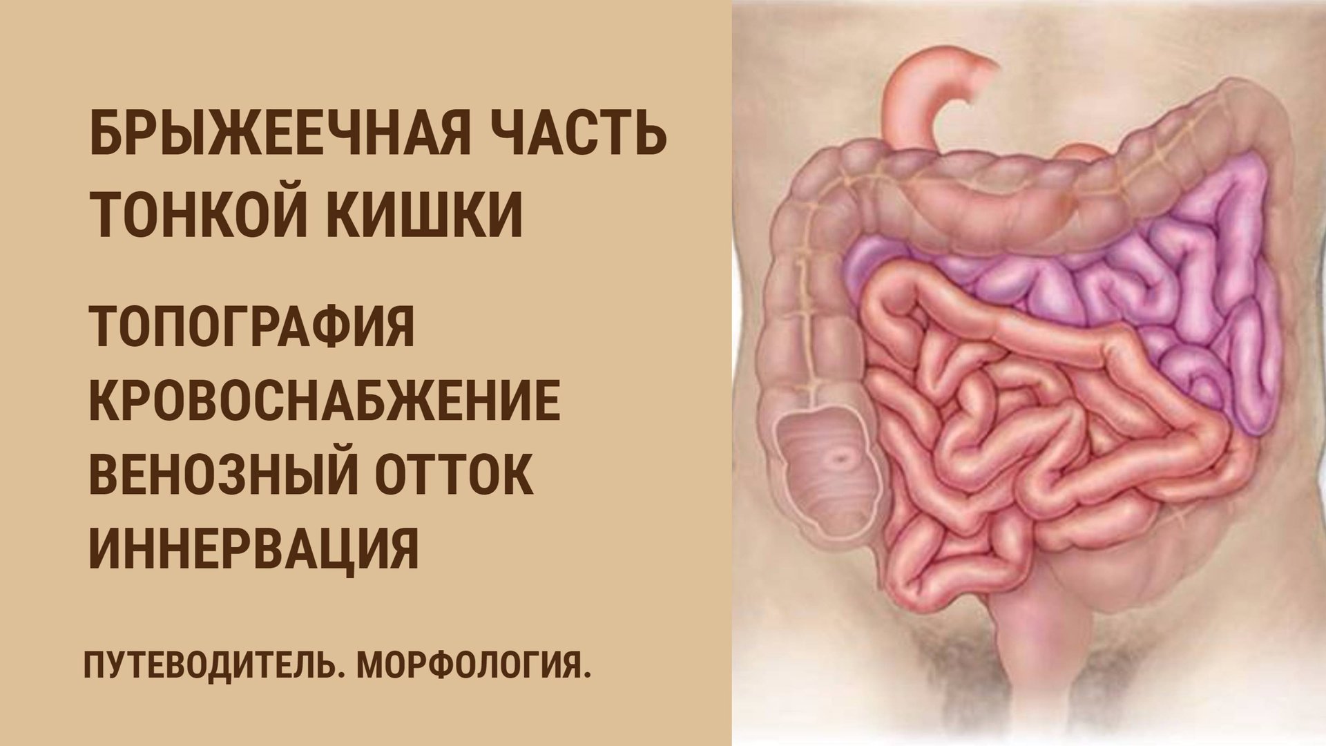 Брыжеечная часть тонкой кишки. Топография, кровоснабжение, венозный отток, иннервация, лимфоотток смотреть онлайн