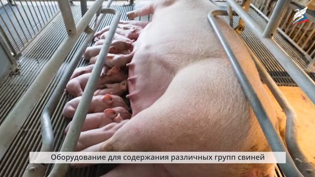 Содержание животных. Современные технологии животноводства смотреть онлайн