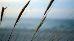 Среди миров