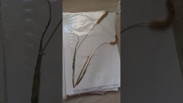 Гербарий растений средней полосы России смотреть онлайн