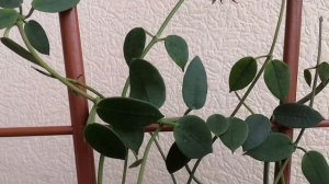 Цветут хойи/Лакуноза,Литофитика, Миндоренсис/hoya Lacunosa laos, Mindorensis Red, Lithophytica?