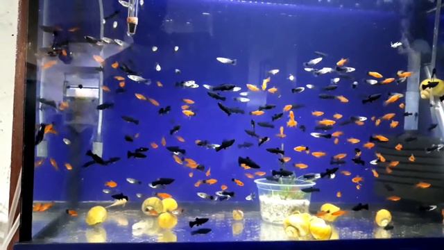 Малинезия миченос и гуппи смотреть онлайн