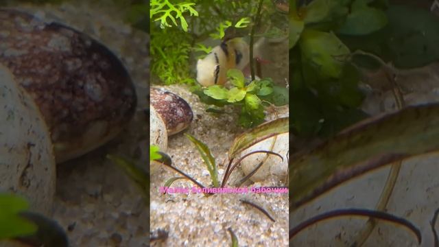 Боливийская бабочка вывела потомство в общем аквариуме с дискусами #аквариумистика #дискусы #малёк смотреть онлайн