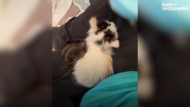 Giving A Hissing Feral Kitten A Bath And This Happens... | The Dodo Faith = Restored смотреть онлайн