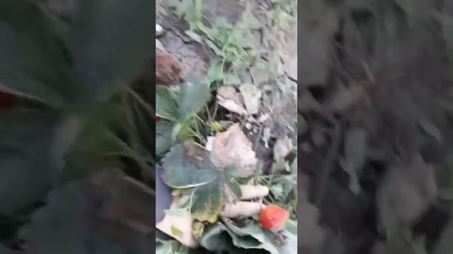 Маджестик ремонтантный сорт со вкусом земляники смотреть онлайн