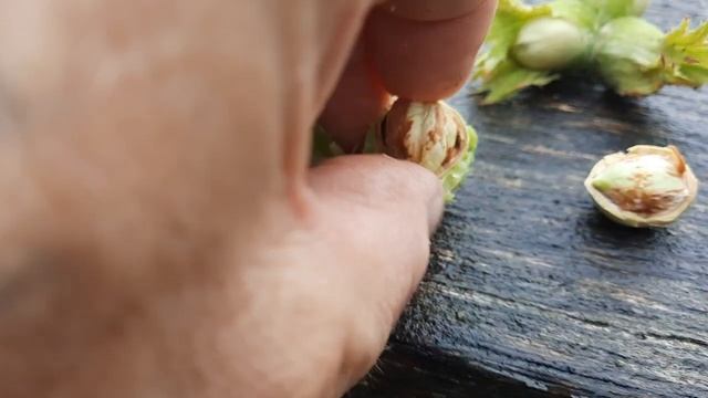 Фундук . Развитие ядра Трапезунда и других сортов на 8.07.2023 . смотреть онлайн