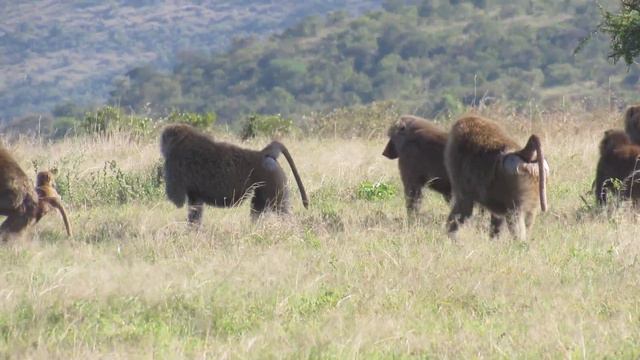 Olive baboons on the move as they show love among themselves... смотреть онлайн