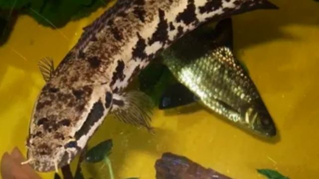 Классификация змееголовов смотреть онлайн