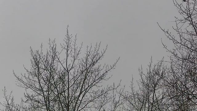 Crow hunting. Кроухантинг. Монохромная весна. Картоновый рай. смотреть онлайн