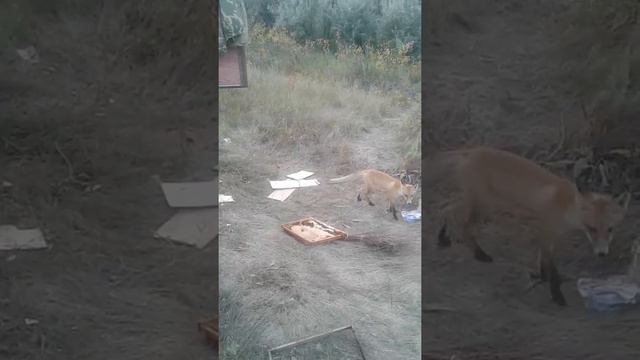 Смелый лис. смотреть онлайн