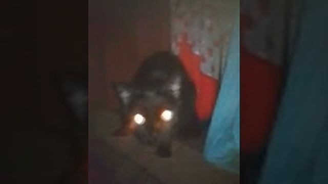 Когда у кошки глаза горят смотреть онлайн