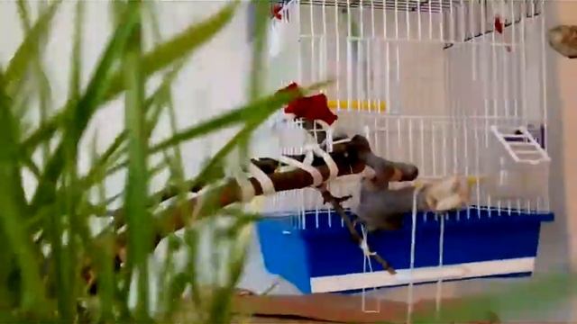 Попугаи-Корелла. Какаду.Уход.Забота.Огород смотреть онлайн