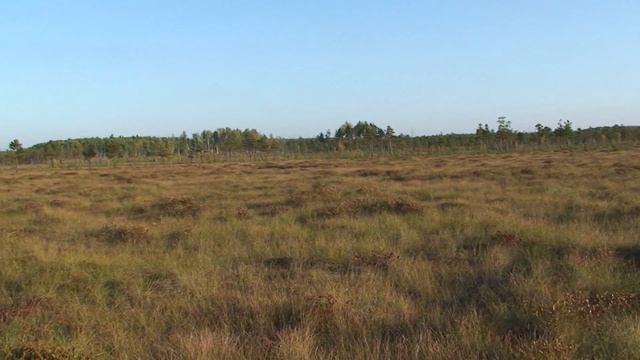 Болотные самоцветы смотреть онлайн