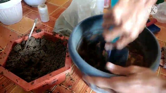 Repotting ADENIUM BONSAI for a better growth | replanting adenium plants |vlog15 смотреть онлайн