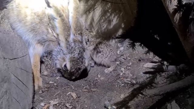 Ока родила зайчат! К сожалению, недоношенных... смотреть онлайн