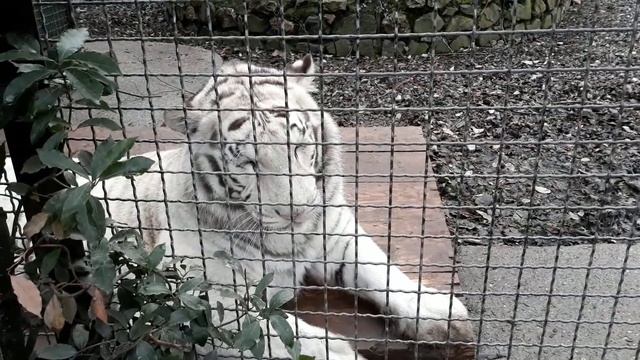 Белые тигры зоопарка "Сказка" смотреть онлайн