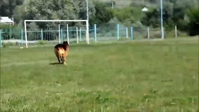 Немецкая овчарка Жиган Из Белого Яра смотреть онлайн